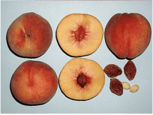 Messina® Peach - NEW!!! - Image 2